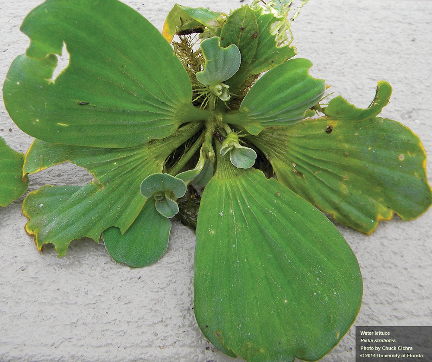 Water lettuce is considered an invasive species by the Florida Fish and Wildlife Conservation Commission.